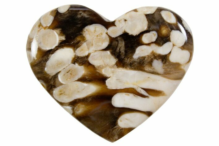 Polished Petrified Peanut Wood Heart - Australia #341905